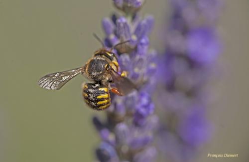 Anthidium sp.